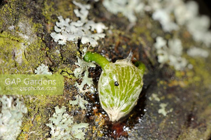 Parasitic plant - Mistletoe,'viscum album', seed deposited by bird on apple tree, showing embryo roots attached to bark, Norfolk, England, April