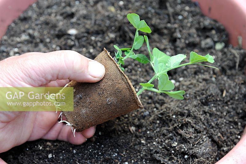 Gardeners hand showing young pea plant in biodegradable fibre pot, Norfolk, England, May