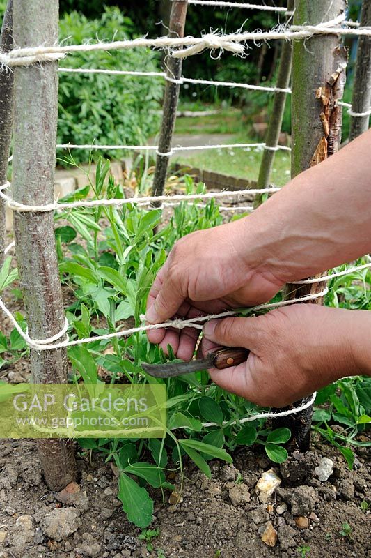 Training plants, Gardener securing string around hazel wigwam to support Sweet Pea plants, Norfolk, England, May
