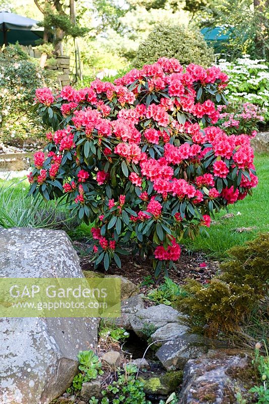 Rhododendron at Cloud Cottage