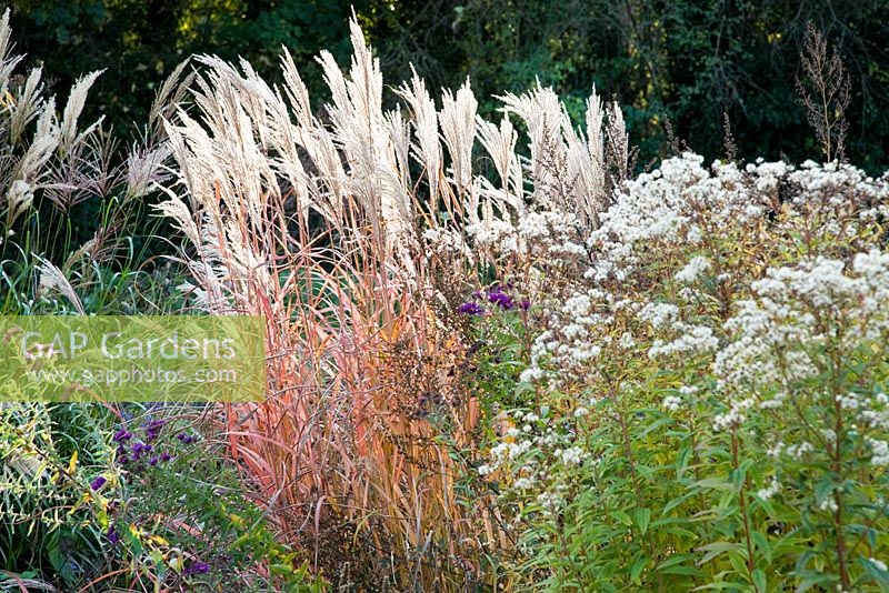 Flowering Miscanthus sinensis 'Emmanuel Lepage' with Asters