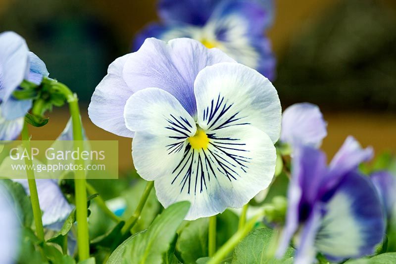 Viola x wittrockiana 'Delta Premium Light Blue'