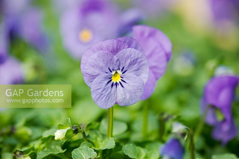 Viola x wittrockiana 'Denim'