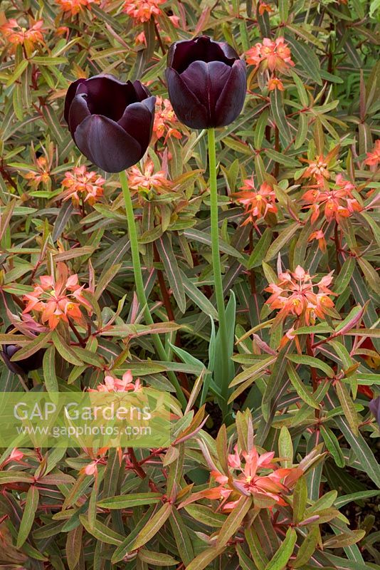 Purple tulip, Queen of the Night, underplanted with Euphorbia griffithi 'Fireglow'
