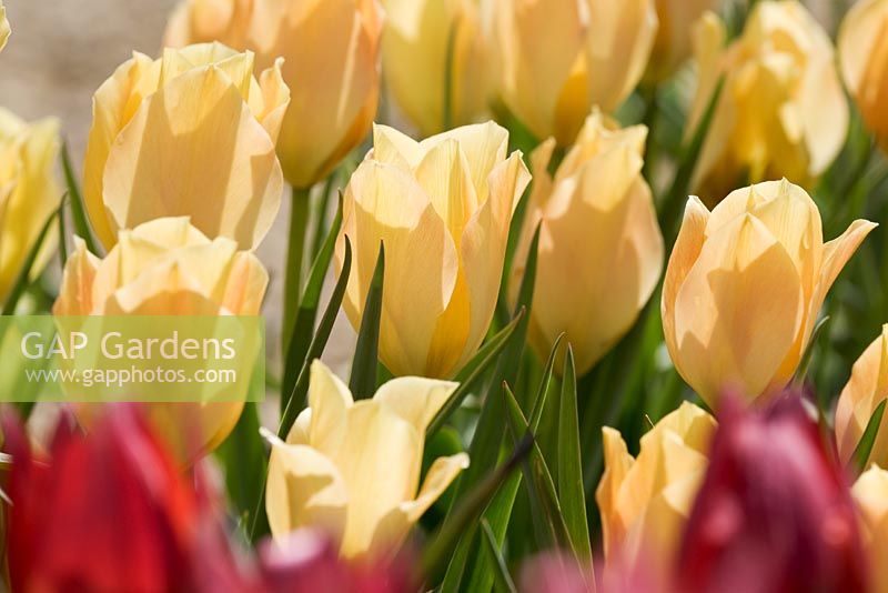 Yellow flowers of Tulipa batalinii 'Bright Gem'