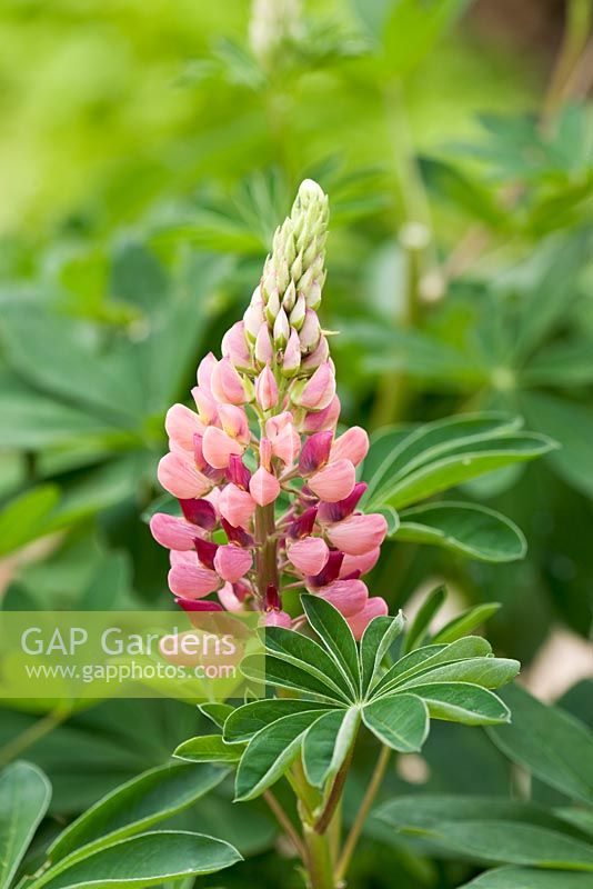 Pale pink flowers of Lupinus