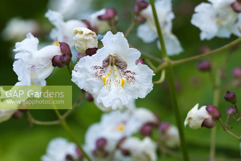 White flowers of Catalpa bignonioides in Summer - Indian Bean Tree