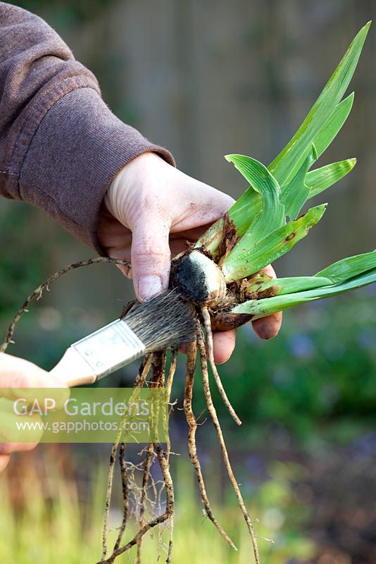 Disinfection of a freshly divided iris rhizome with active carbon 
