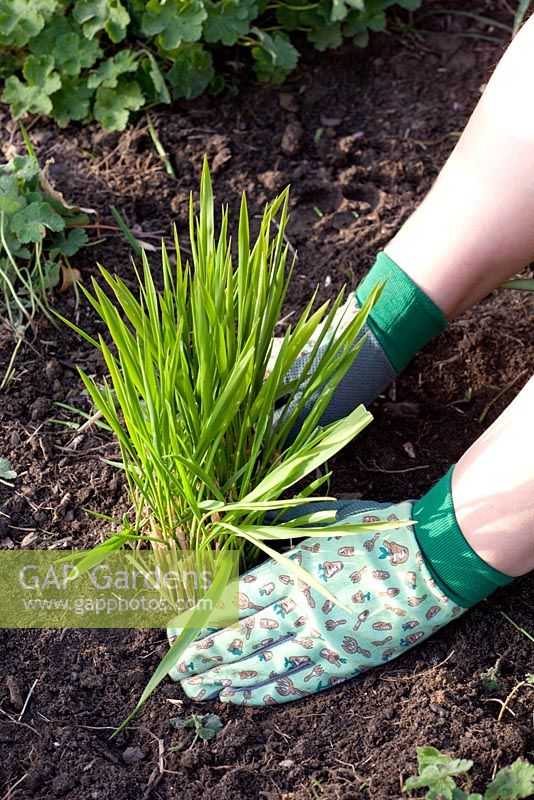 Planting sections of the newly divided Molinia grass in border 