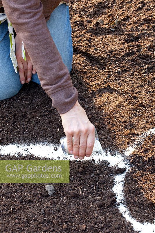 planting a herbaceous border marking plant areas with sand 