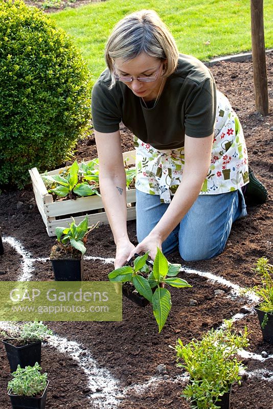 Planting a herbaceous border - arranging of herbaceous perennials in pots to fix the distance of plants 