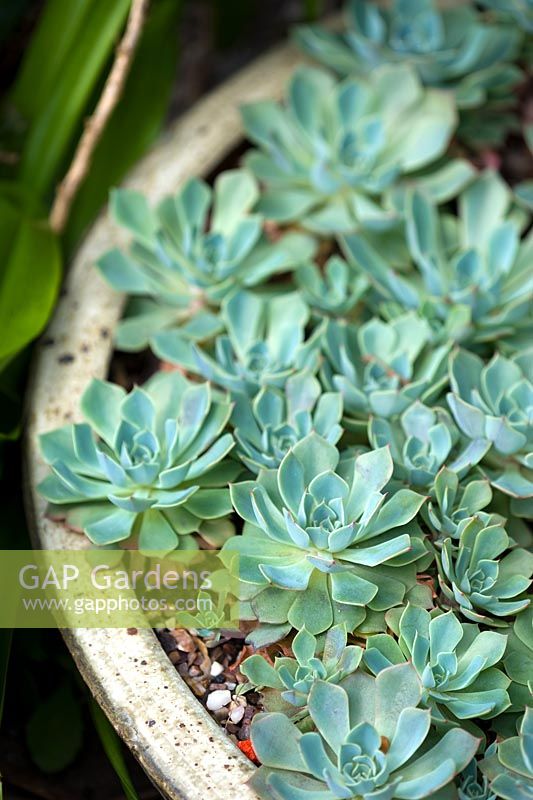 Echevaria in stoneware bowl - 17 poplar grove