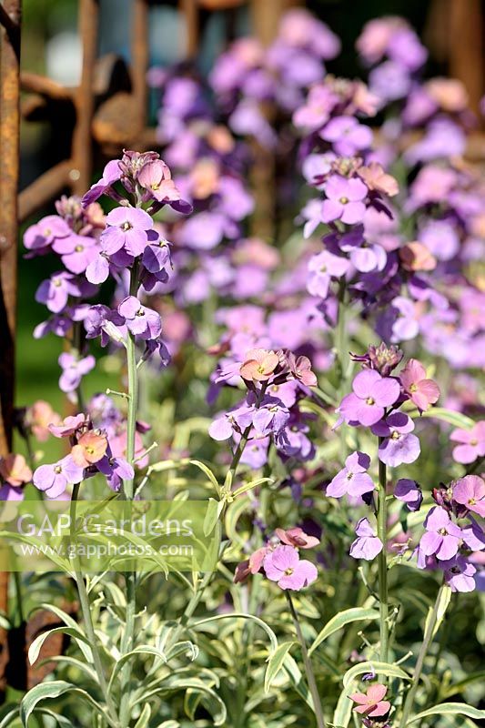 Erysimum linifolium 'Poem Lavender'