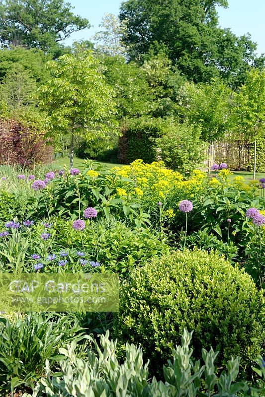 Alllium, Centaurea, Euphorbia and Buxus in spring border - Festival International des Jardins, Chaumont-sur-Loire, France