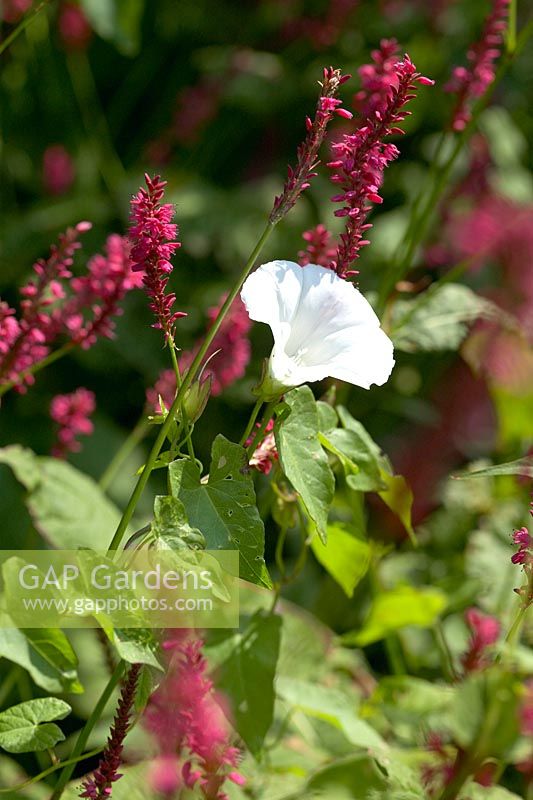 Calystegia sepium with Persicaria