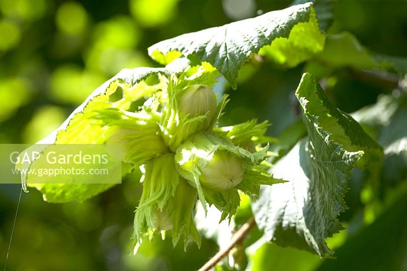 Corylus avellana 'Gunslebert'