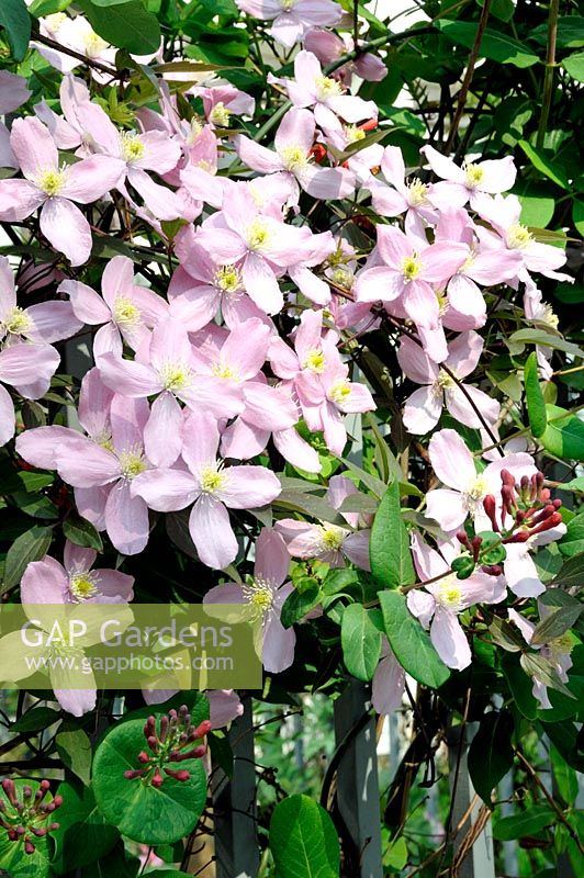 Pink Clematis 'Montana', with Lonicera growing over railings