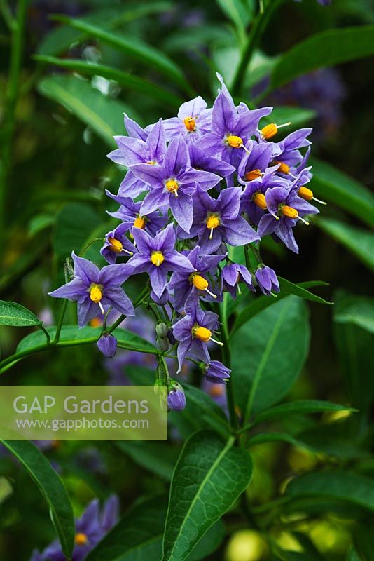 Solanum crispum 'Glasnevin'