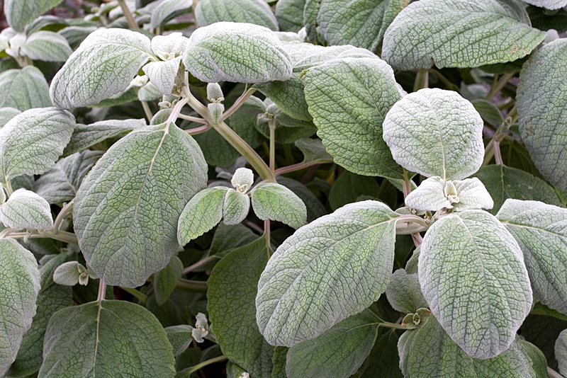 Plectranthus argentatus 'Silver Shield'