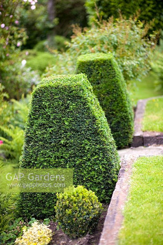 Clipped Buxus