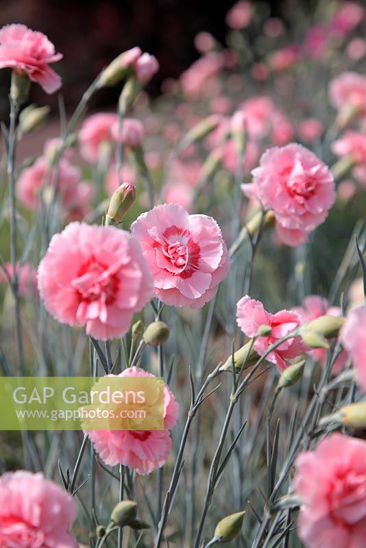 Dianthus 'Doris' AGM Pink