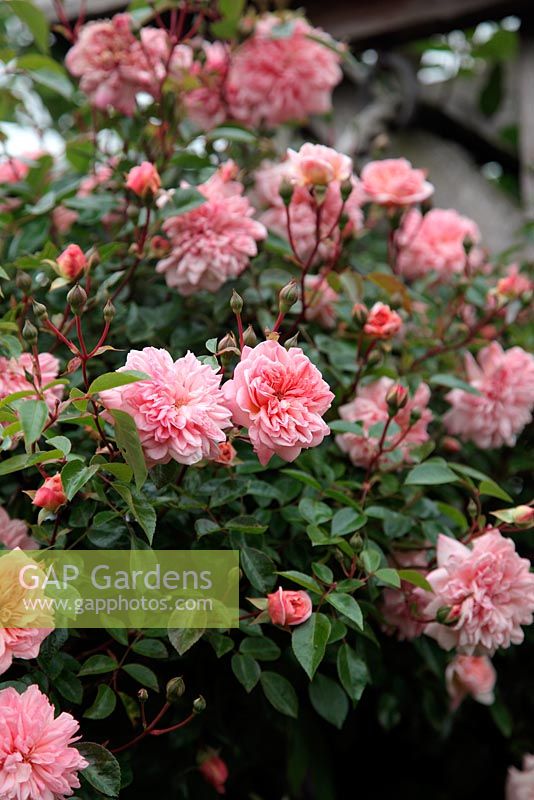 Rosa 'Paul Transon' AGM Rambler Rose