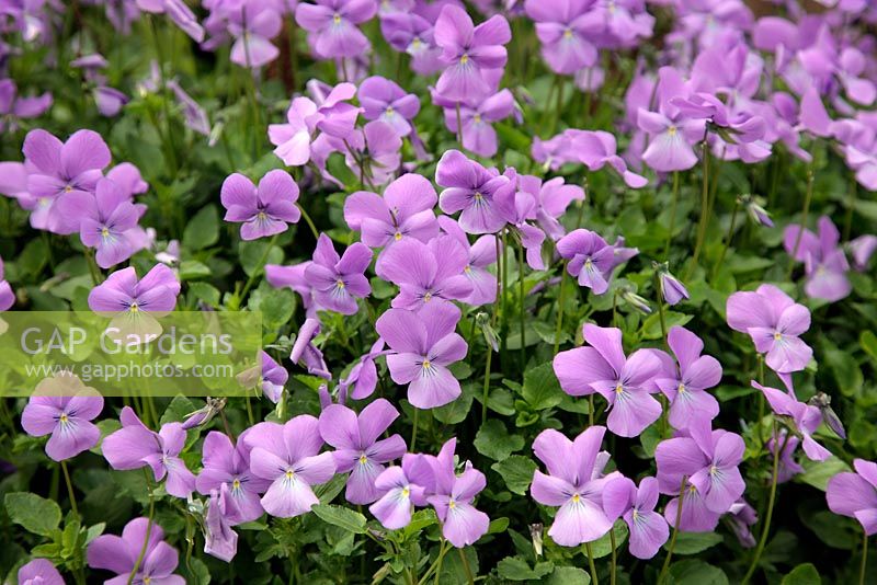 Viola 'Eastgrove Blue Scented'