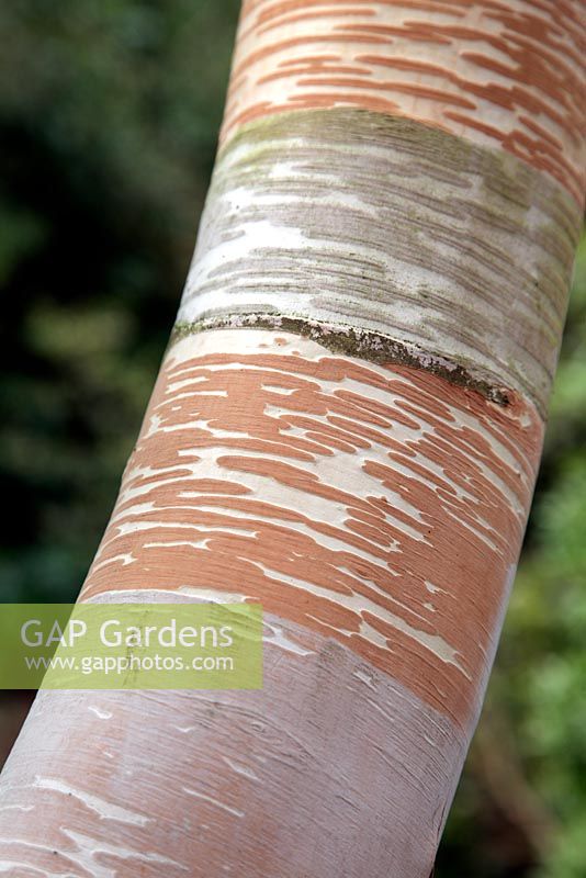 Betula costata - white barked Birch