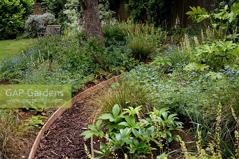 Shady woodland garden with Tellima grandiflora, Brunnera macrophylla 'Jack Frost', Geranium phaeum 'Lily Lovell', apple tree and Helleborus orientalis