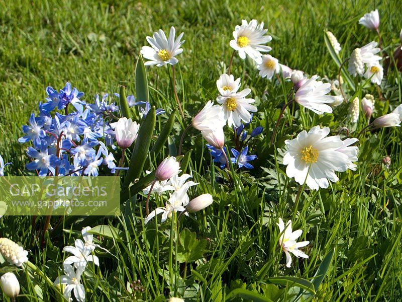Naturalised lawn with Chionodoxa luciliae 'Blue', Chionodoxa luciliae 'Alba', Anemone blanda 'White Splendor' and Muscari azureum 'Album'. Mien Ruys Tuinen, Dedemsvaart, Netherlands 