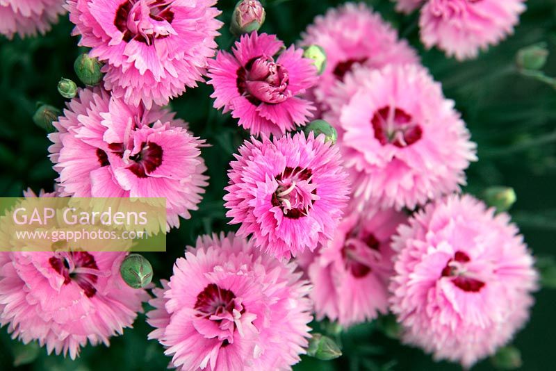 Dianthus 'Popstar' syn. Dianthus 'Devon Esther'