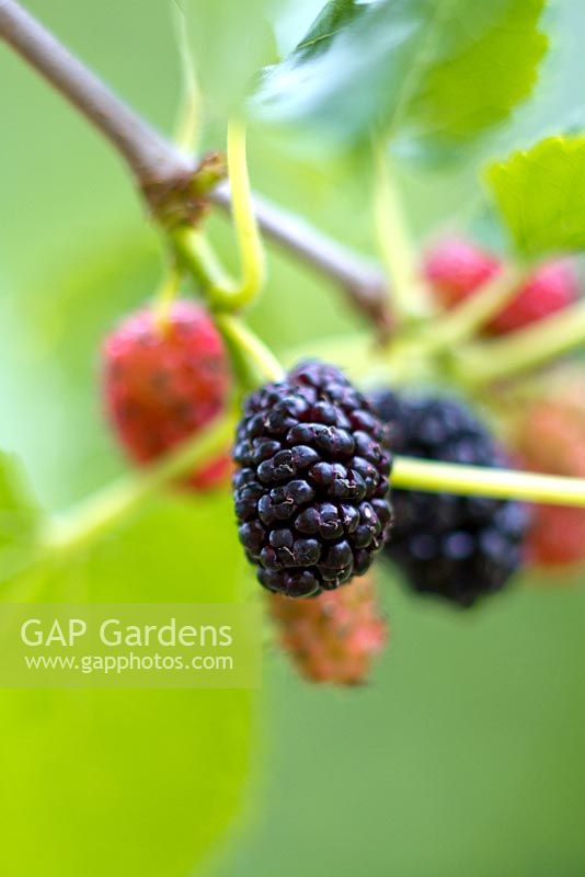 Morus Nigra. Mulberry. Berries at different stages of ripening on tree.