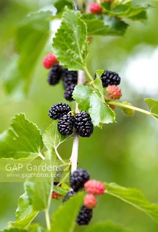 Morus Nigra. Mulberry. Berries at different stages of ripening on tree.