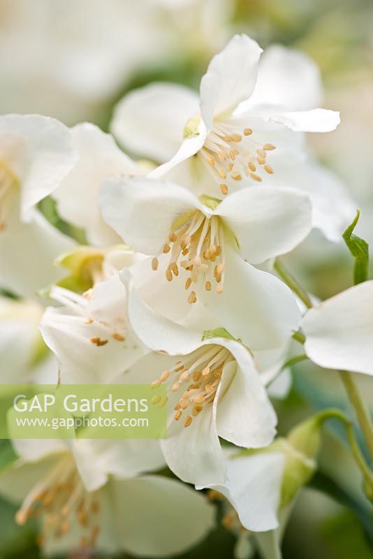 Philadelphus Lemoinei - Mock orange 