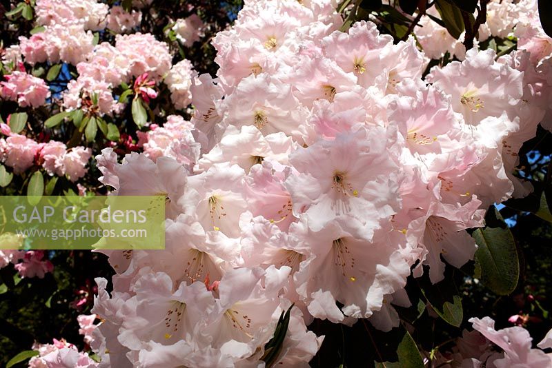 Rhododendron 'Loderi King George' 