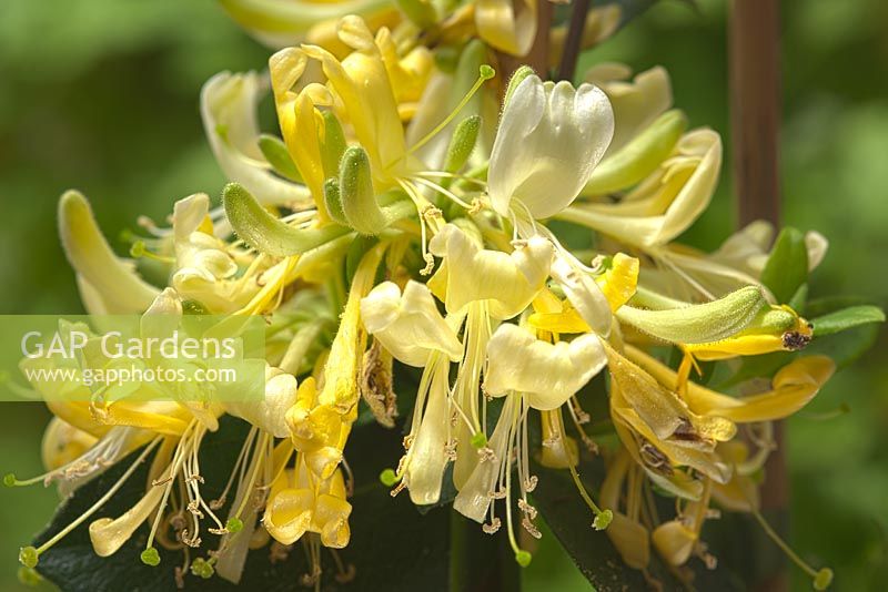 European honeysuckle - Lonicera periclymenum 'Scentsation' 