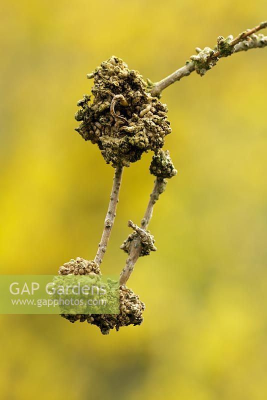 Forsythia gall. Woody growths on forsythia stems with flowers in background.