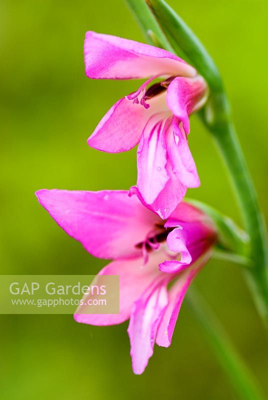 Gladiolus italicus - Field Gladiolus, Common Sword Lily. Hidden Valley Nursery, Old South Heale, High Bickington, north Devon, UK