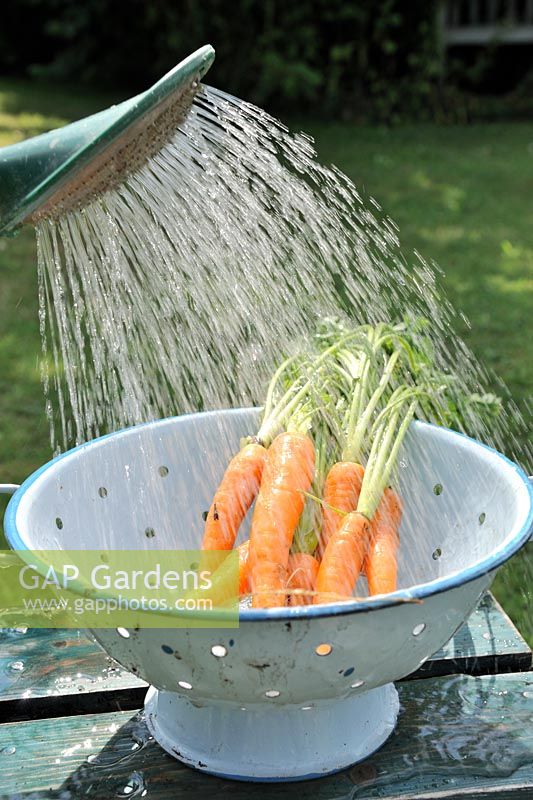 Saving water -  washing carrots with rainwater from watering can, Norfolk, England, June