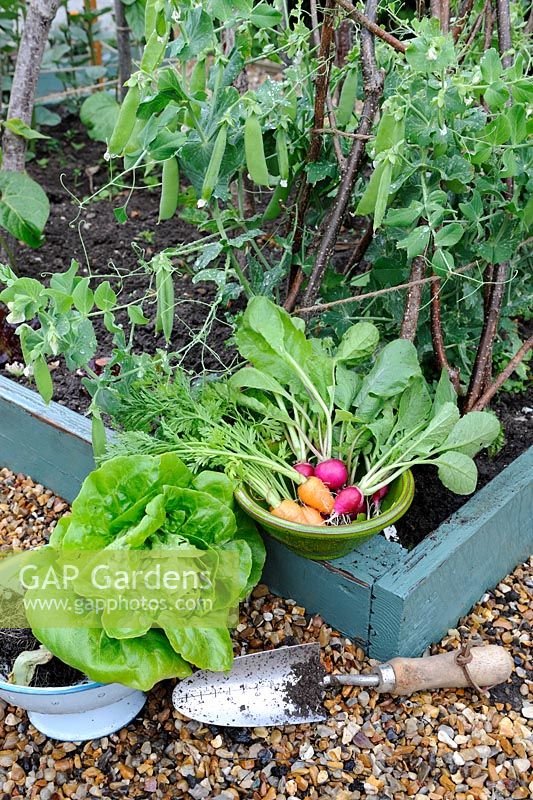 Small raised bed with garden Peas, colander with Lettuce, and a bowl of home grown Carrots and Radishes, Norfolk, England, June
