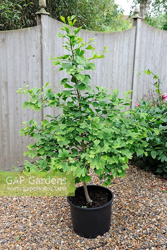 Ginkgo biloba - Maidenhair tree in pot ready for planting,  Norfolk, England, June