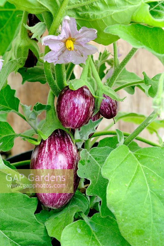 Greenhouse grown Solanum melongena - Aurbergine 'Calliope' F1, Norfolk, England, July