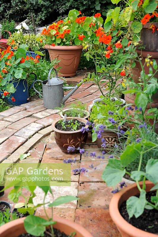 Garden corner with reclaimed brick path, container grown herbs, Tropaeolum - Nasturtiums and salad crops, Norfolk, England, July
