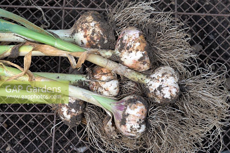 Freshly harvested home grown Allium - Garlic 'Solent Wight', Norfolk, England, July