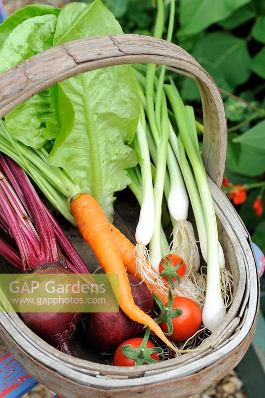 Trug with summer salad crops of Beetroot, Carrot, Spring Onion, Lettuce and Tomatoes, Norfolk, England, July
