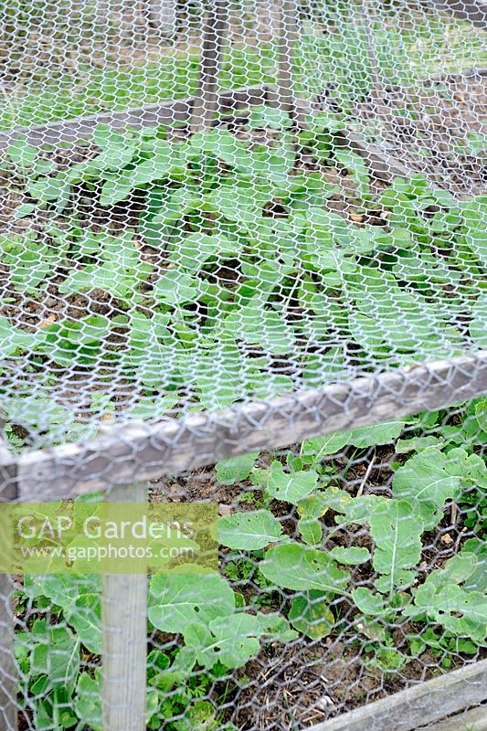 Young Brassica napus napobrassica - Swede  plants under wire netting frame for pigeon and pheasant protection, Norfolk, England, July
