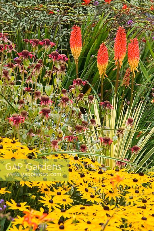 Variegated Cordyline amongst Kniphofias, Rudbeckias, Monarda and other brightly coloured plants. Poppy Cottage Garden, Roseland Peninsula, Cornwall, UK

