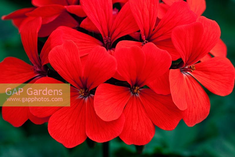 Pelargonium 'Claudia Look-Hirnschal'