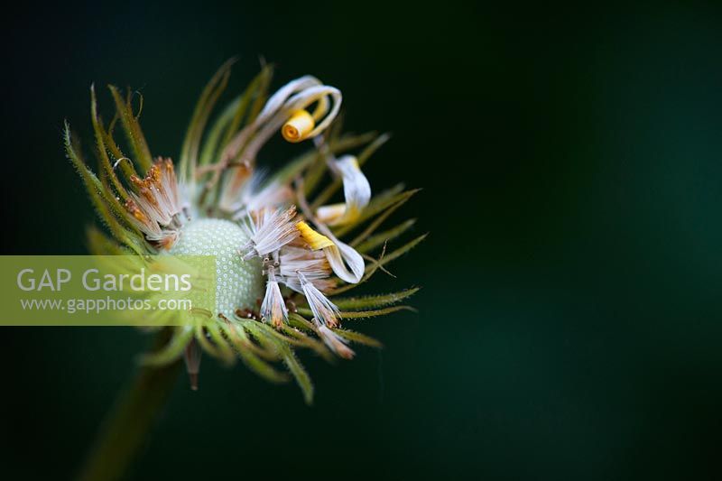 Doronicum Caucasicum 'Finesse' flower seeds - Leopards Bane
