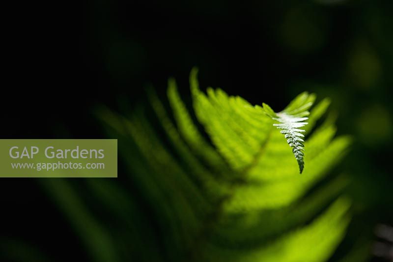 Pteridium aquilinum - Bracken fern leaf 